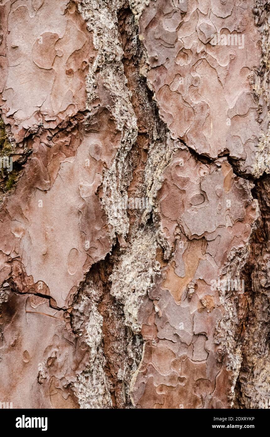 Hölzerne braune Struktur und raue Oberfläche eines Baumstammes, abstrakte Details und Muster, natürlicher Hintergrund, mit Kopierraum Stockfoto