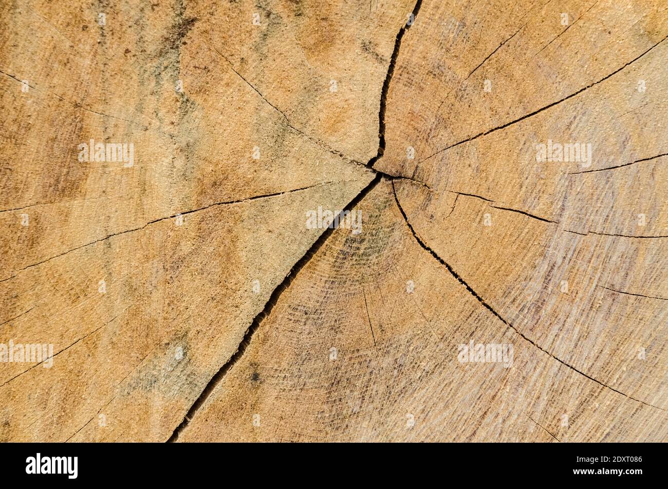 Braune Holzstruktur und Querschnittsfläche eines gefällten Baumstammes, abstrakte Details und Muster, natürlicher Hintergrund, mit Kopierraum Stockfoto