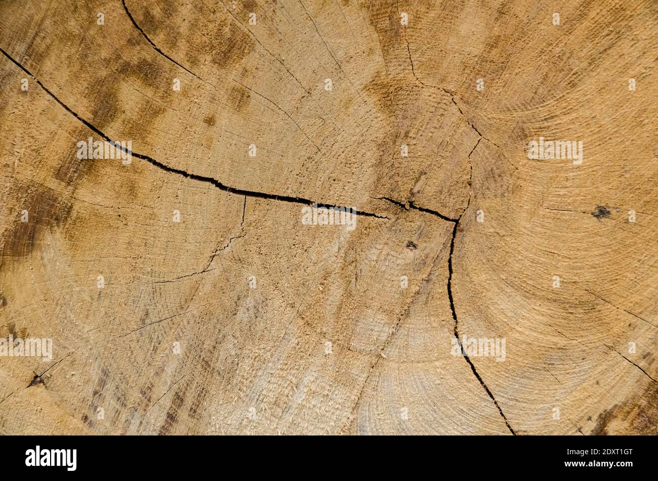 Braune Holzstruktur und Querschnittsfläche eines gefällten Baumstammes, abstrakte Details und Muster, natürlicher Hintergrund, mit Kopierraum Stockfoto