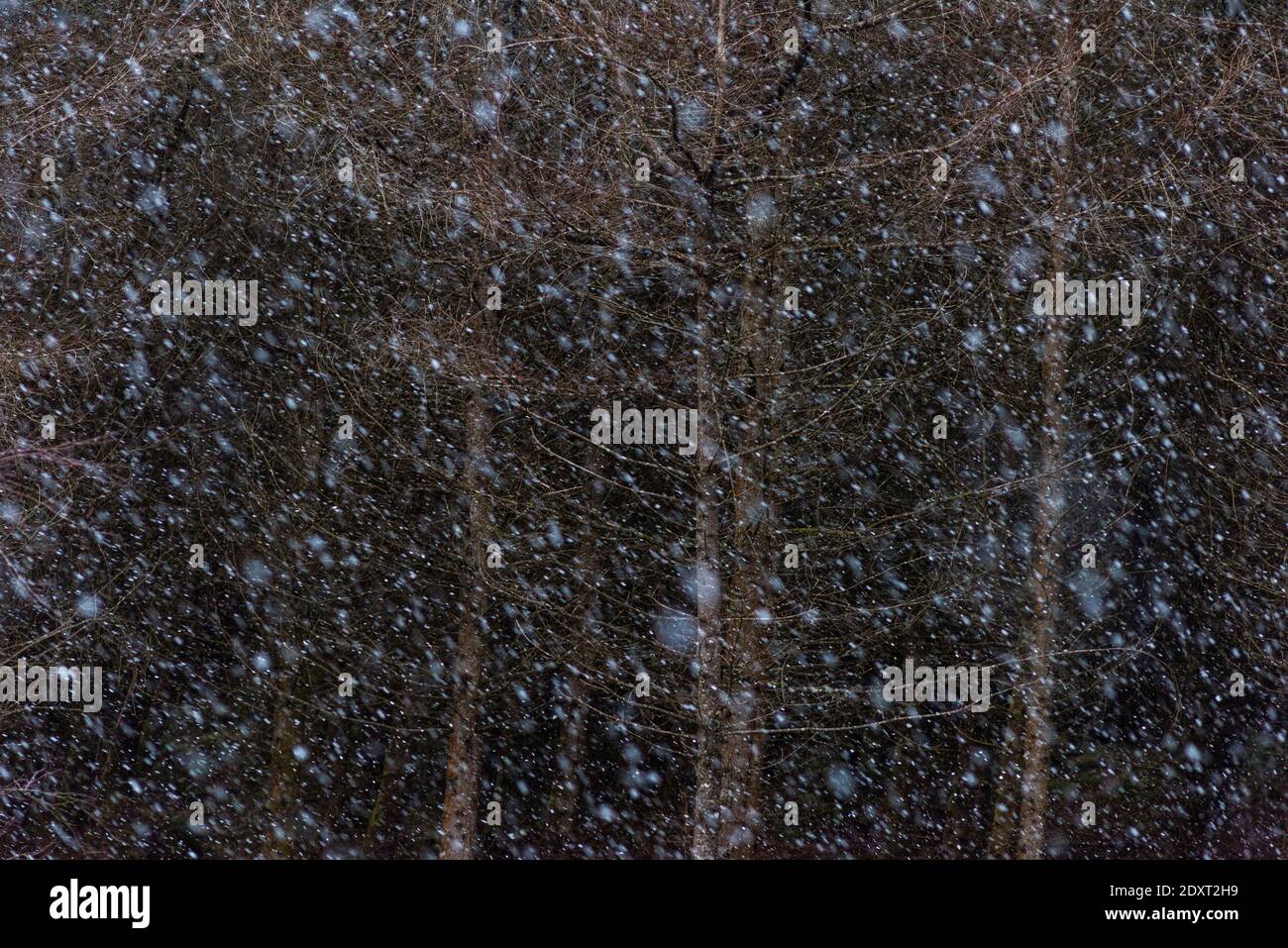 Starker Schneefall in den Brecon Beacons Wales Januar 2019 Stockfoto