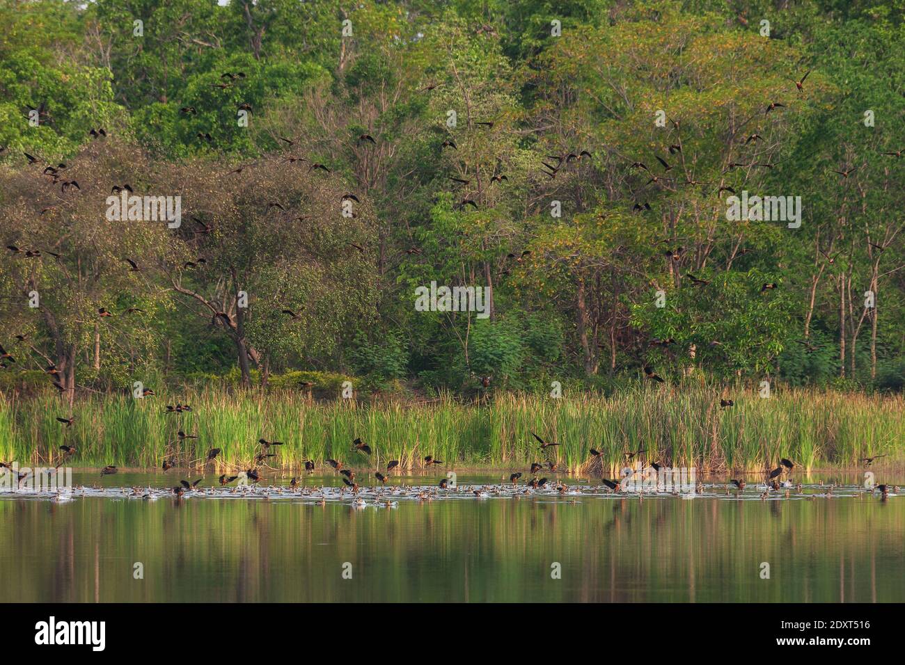 Schöne Gruppe von kleinen pfeifenden Ente auf See Leben und Umwelt des Regenwaldes Natur Hintergrund Stockfoto