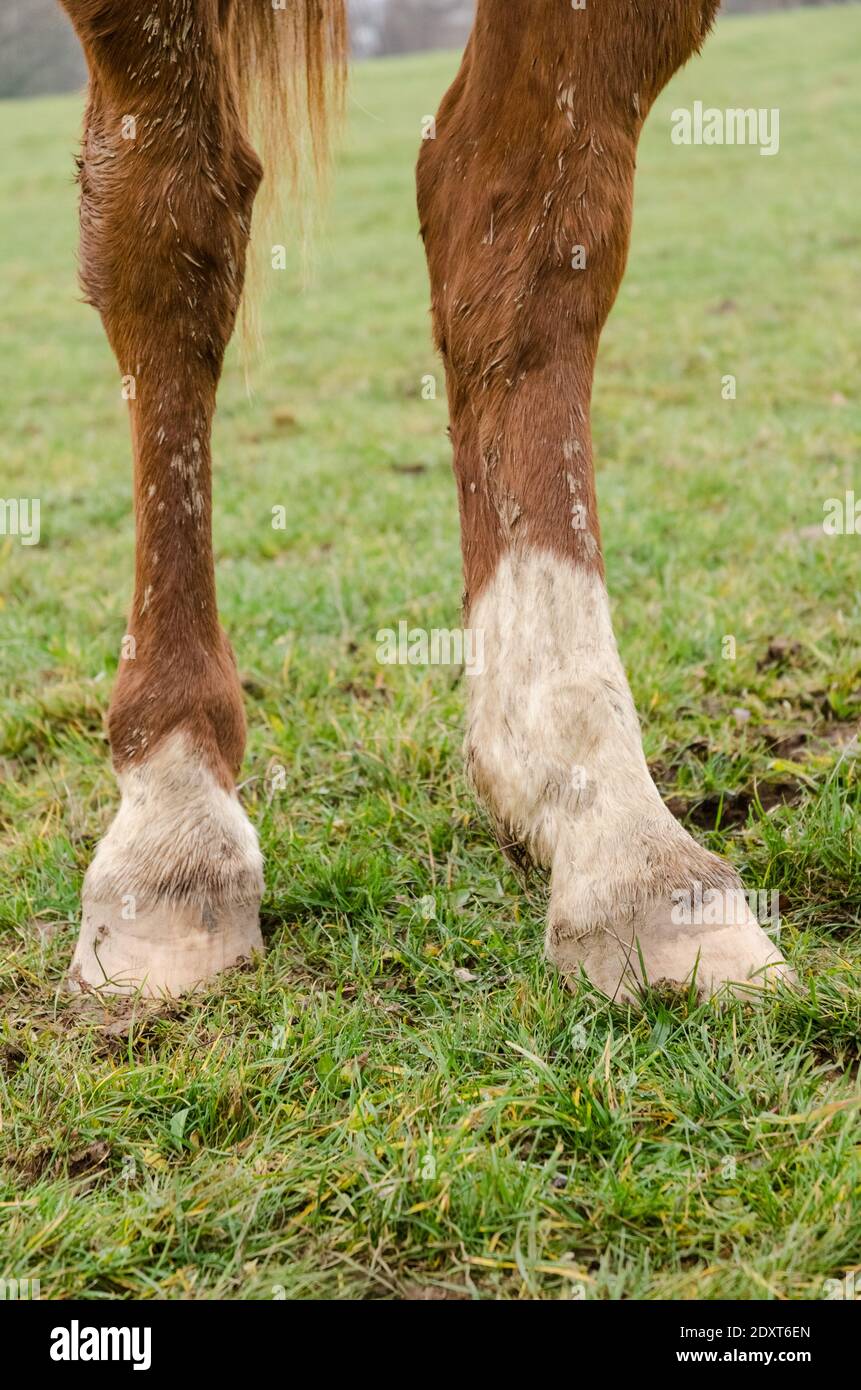 Nahaufnahme der Hufe und Beine eines braunen Hauspferdes (Equus ferus caballus) Anatomie, auf einer Weide auf dem Land in Deutschland, Westeuropa Stockfoto