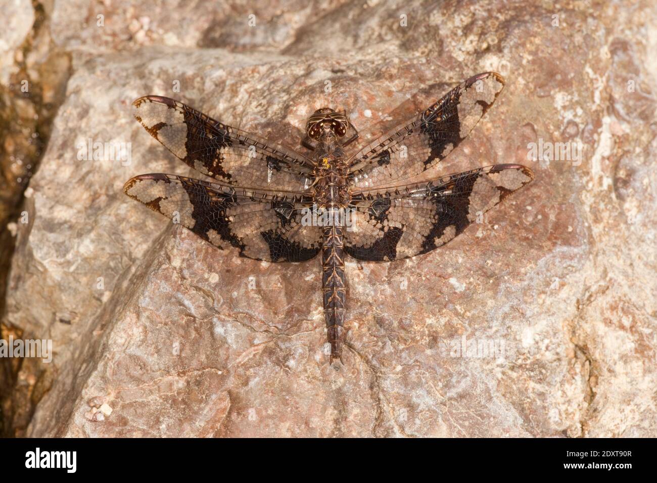 Filigrane Skimmer Libelle weiblich, Pseudoleon Superbus, Libellulidae. Stockfoto