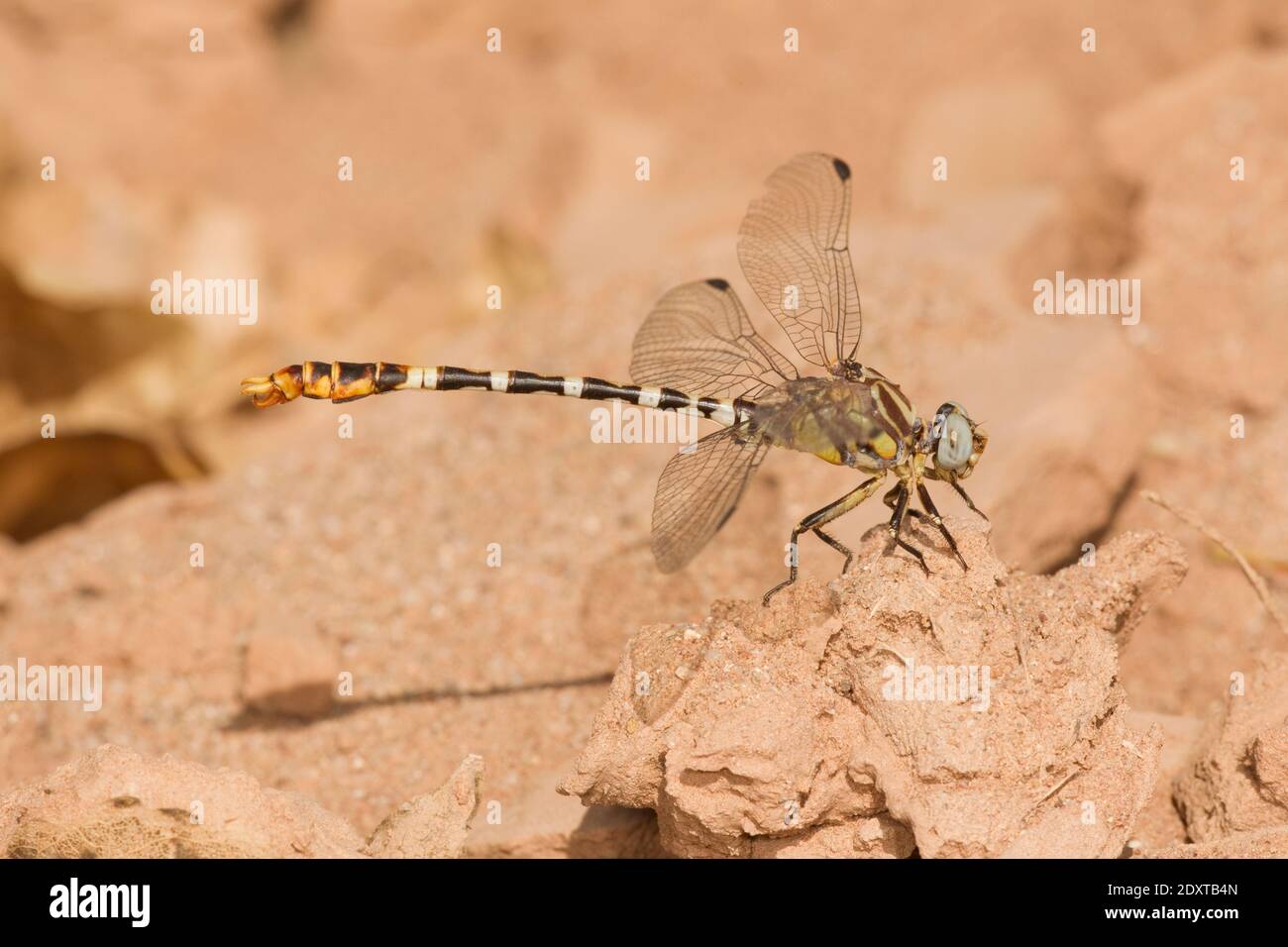 Weißgurtschwanz Libelle Männchen, Erpetogomphus compositus, Gomphidae. Stockfoto