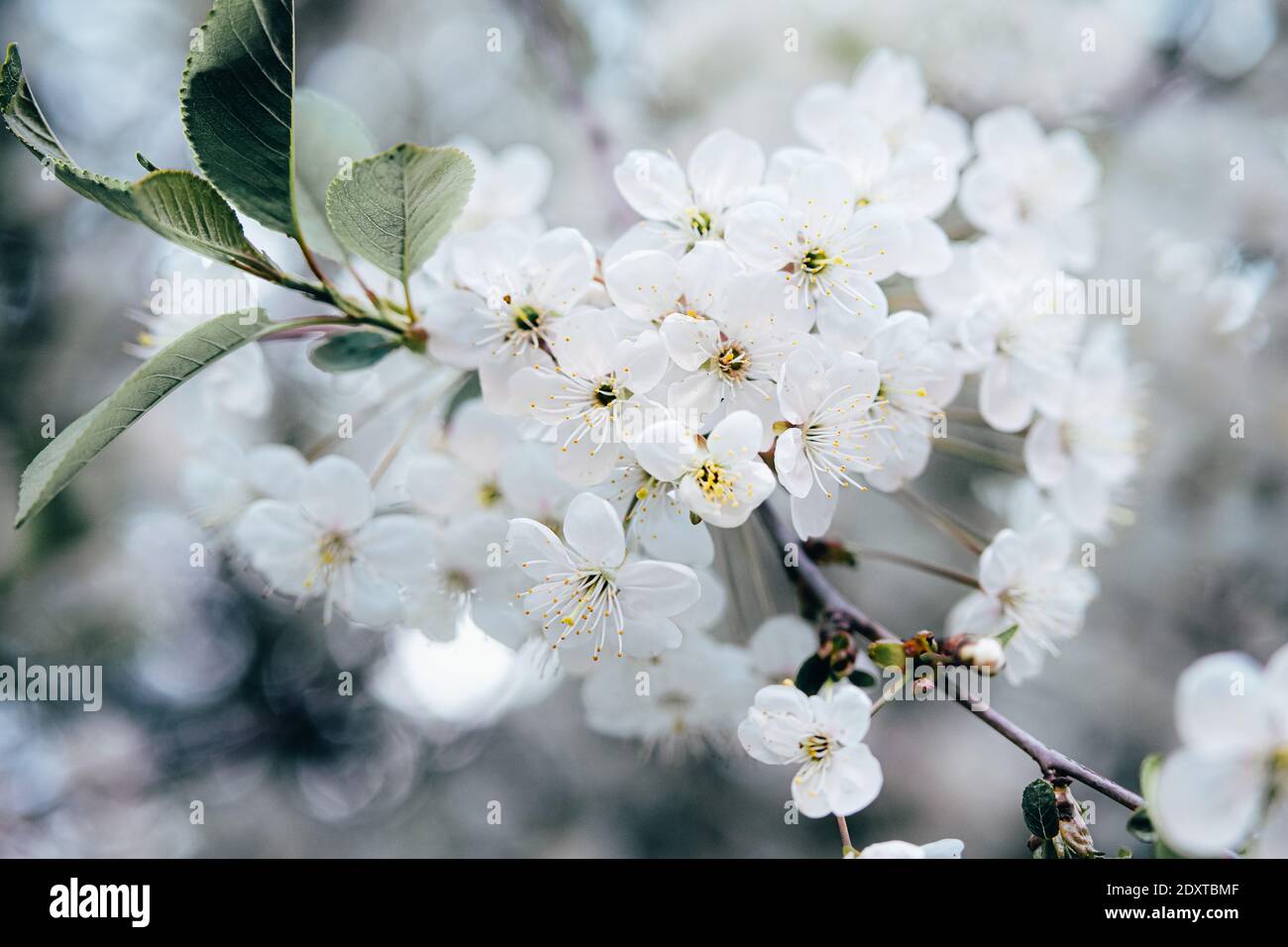 Frühling Blumen der weißen Kirschblüte Hintergrund. Nahaufnahme des natürlichen Baumes. Stockfoto