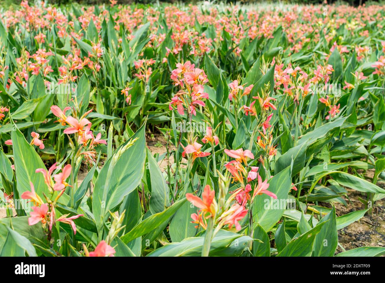 Rosa Canna Indica Blume mit grünen Blättern wächst auf dem Feld, auch als Indian Shot, afrikanische Pfeilwurzel, essbare Canna, lila Pfeilwurzel, Sierra L Stockfoto