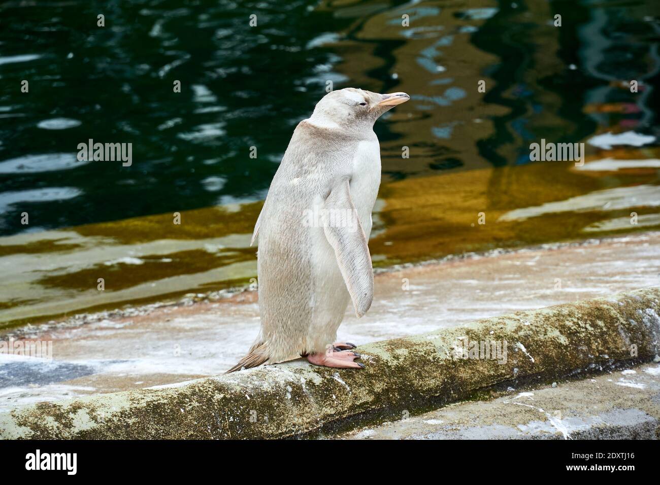 Snowflake der einzige leucisitische Gentoo Pinguin im RZSS Edinburgh Zoo, Schottland, Großbritannien Stockfoto