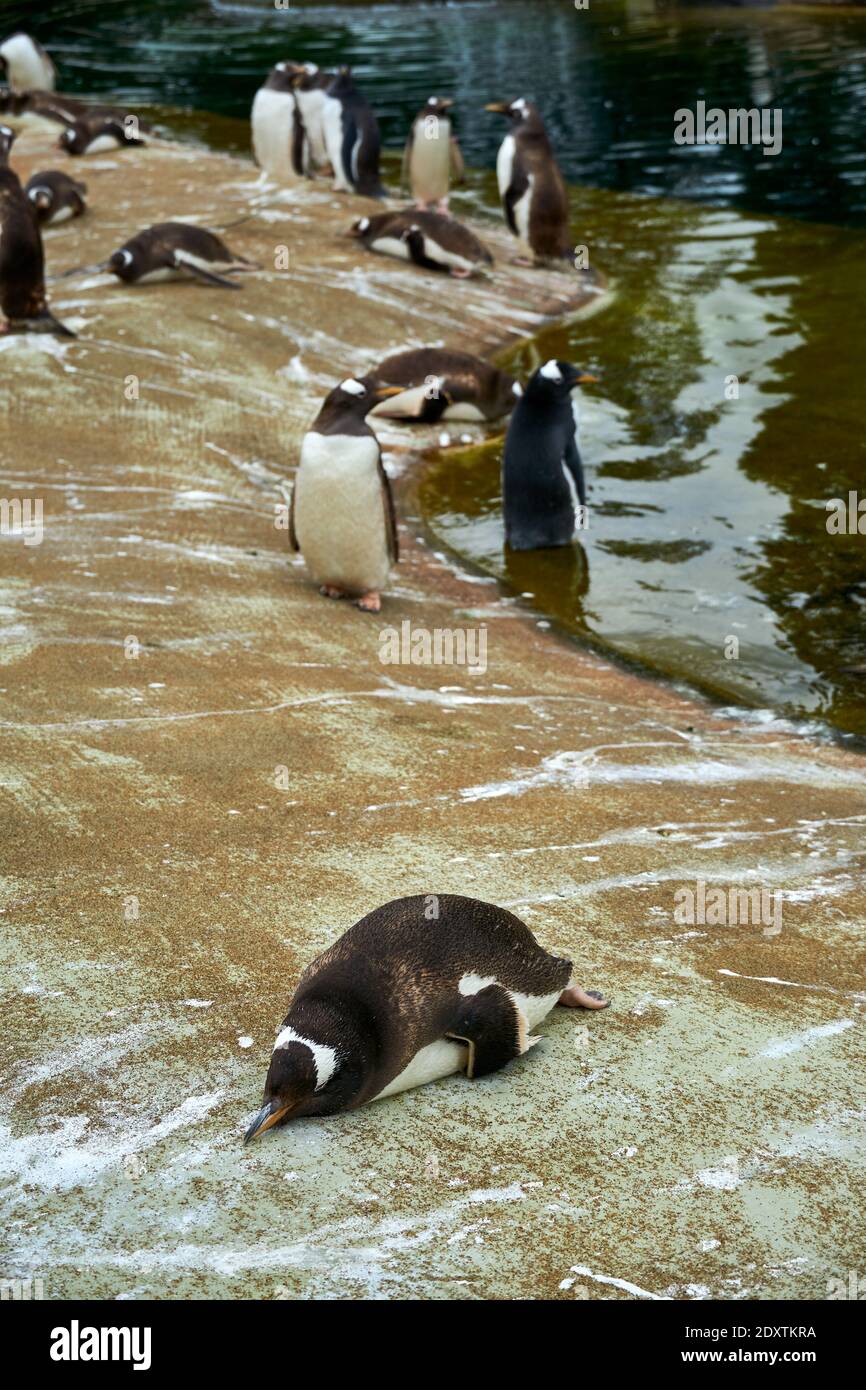 Gentoo Pinguine in Gefangenschaft im RZSS Edinburgh Zoo, Schottland, Großbritannien Stockfoto