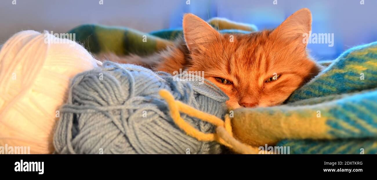 Lustige rote Katze in gemütlicher Wohnatmosphäre unter den Anhängen Gewinde zum Stricken Stockfoto