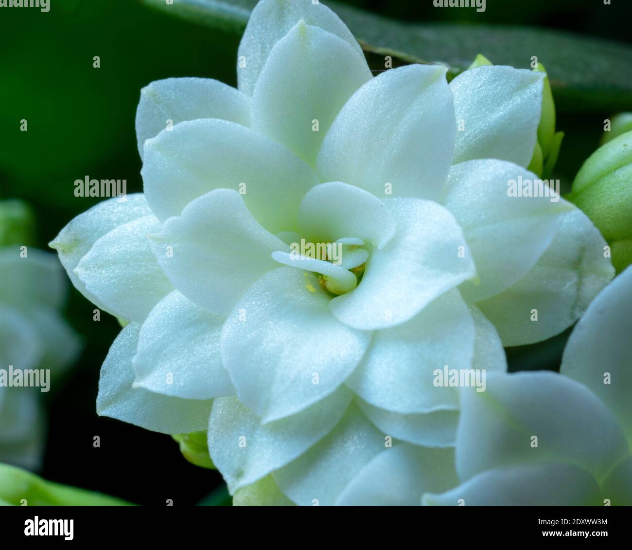 Nahaufnahme der reinen weißen Blütenblätter auf einer einzigen Blume Einer Kalanchoe-Pflanze Stockfoto