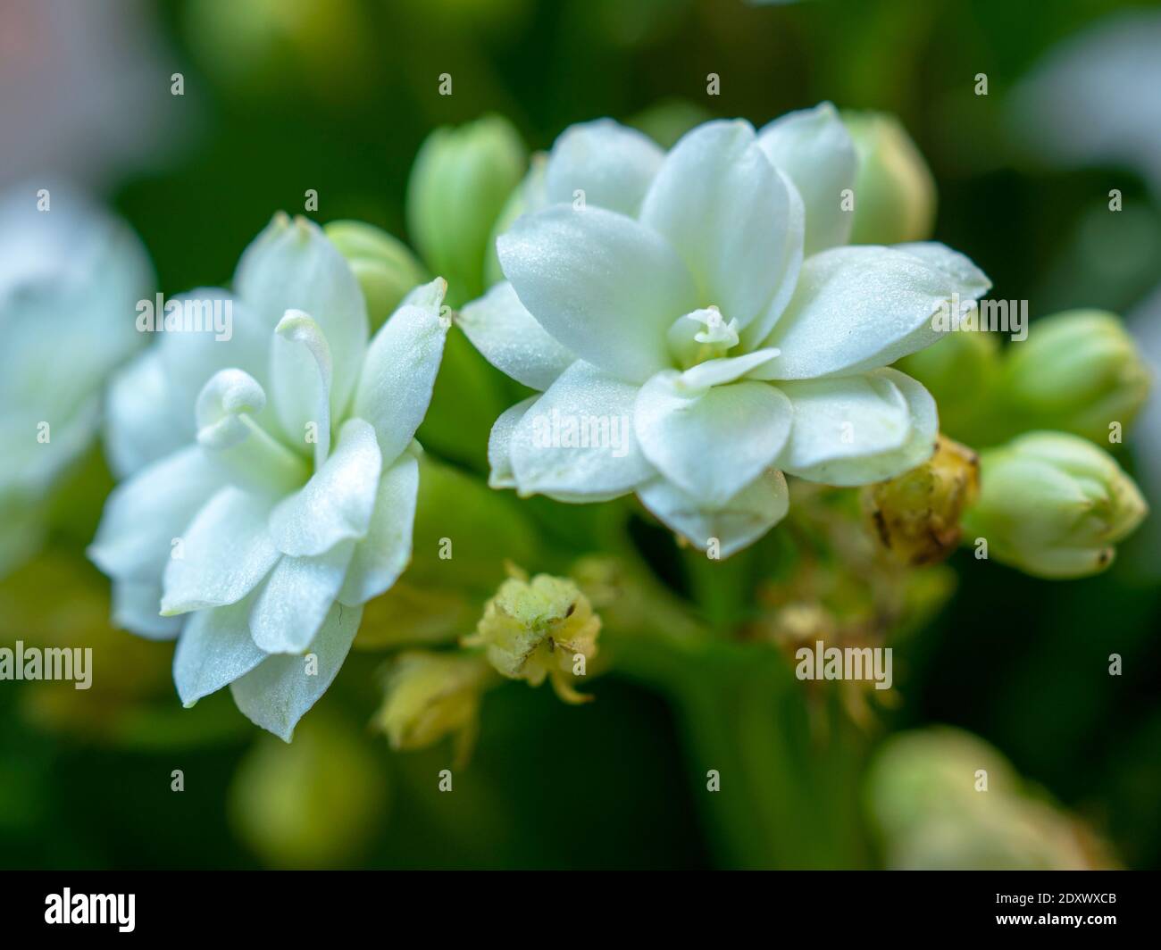 Nahaufnahme der reinweißen Blütenblätter auf zwei winzigen Blüten Einer Kalanchoe-Pflanze Stockfoto