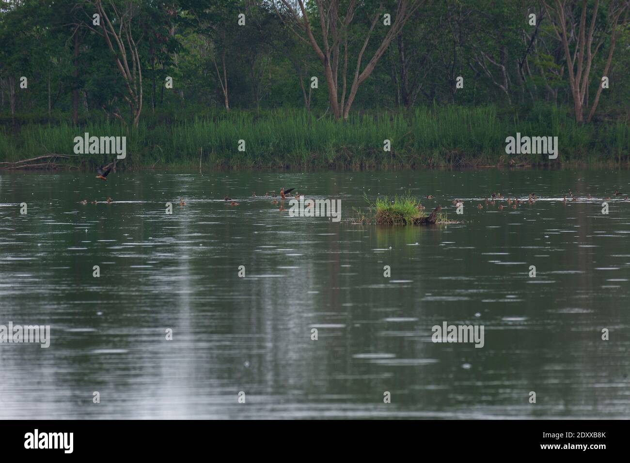 Schöne Gruppe von kleinen pfeifenden Ente fliegen und Aktivität in Regen auf See Leben und Umwelt des Regenwaldes Natur Hintergrund Stockfoto