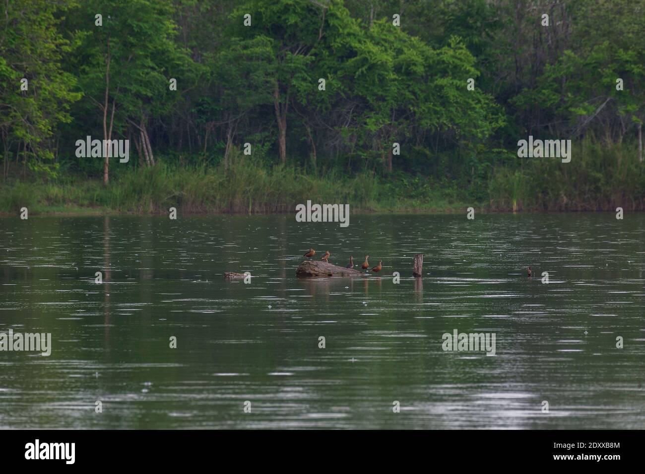 Schöne Gruppe von kleinen pfeifenden Ente fliegen und Aktivität in Regen auf See Leben und Umwelt des Regenwaldes Natur Hintergrund Stockfoto