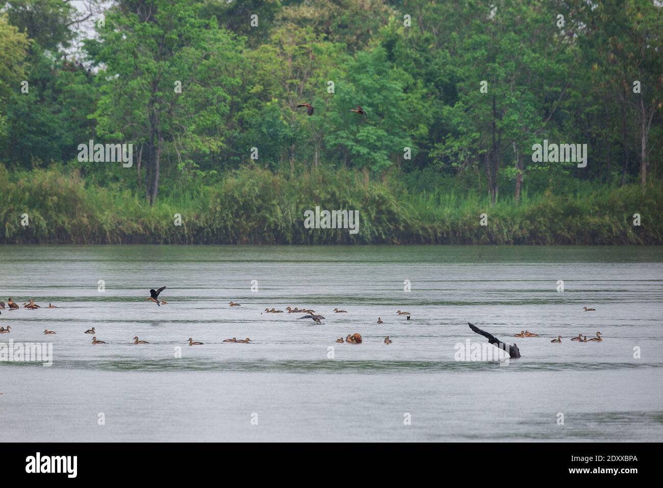Schöne Gruppe von kleinen pfeifenden Ente fliegen und Aktivität in Regen auf See Leben und Umwelt des Regenwaldes Natur Hintergrund Stockfoto