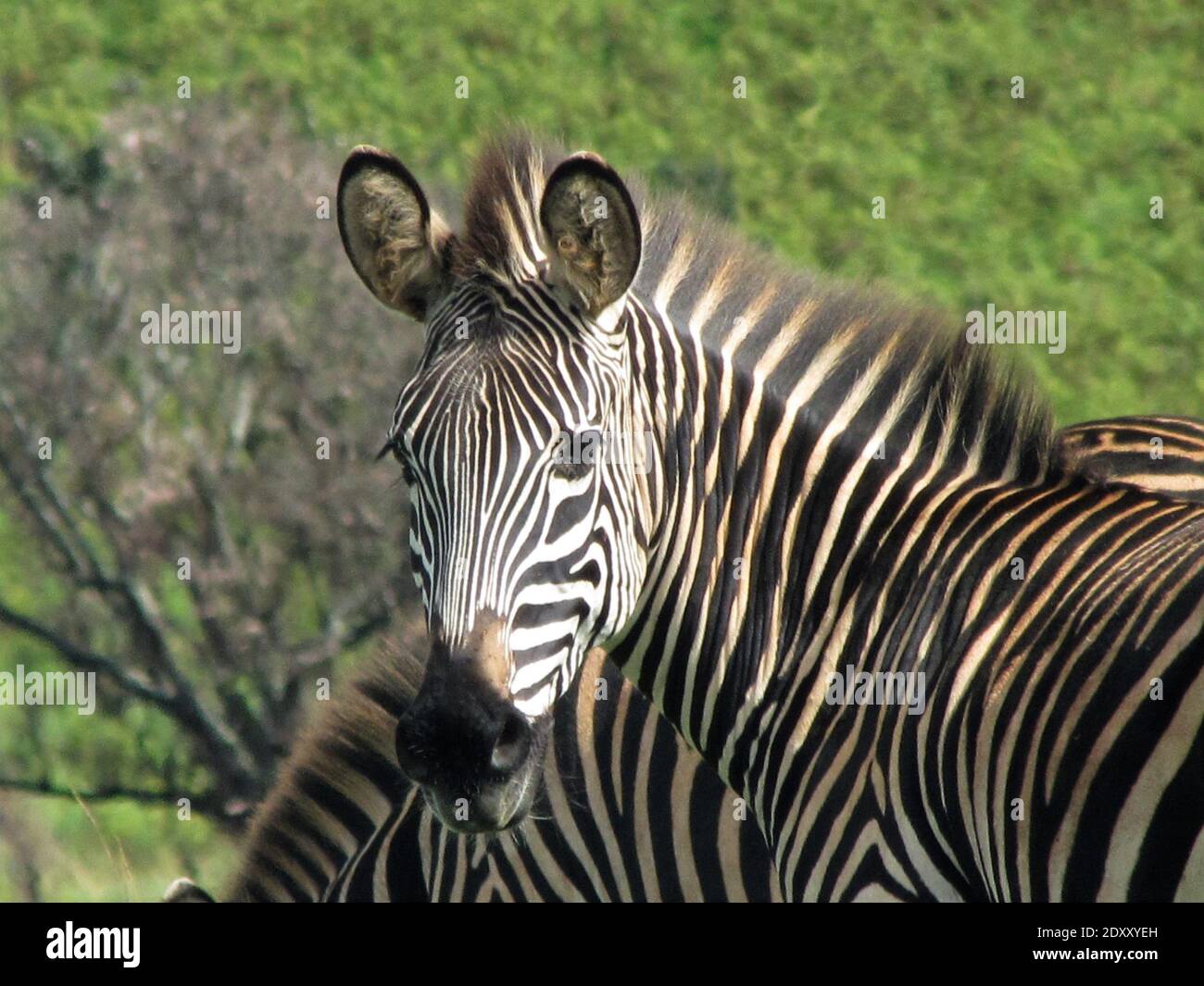 Porträt EINES Zebras Stockfoto