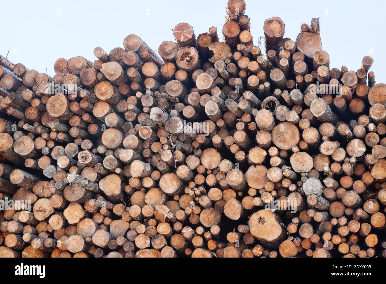 Riesige Stapel von Rundholz (Holzstapel, Tanne) im Mischwaldgebiet Europas Stockfoto