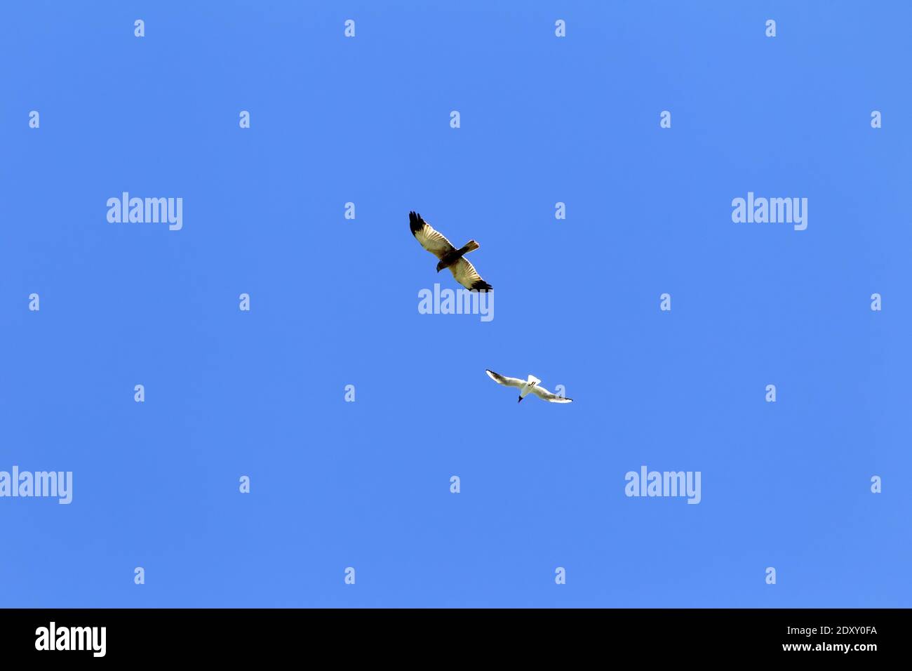 Ethologie. Schwarzkopfmöwe mobbing Marsh Harrier (Circus aeruginosus, Männchen) in blauen Himmel wegen der Brutzeit der friedlichen Vögel und Völlerei der Stockfoto