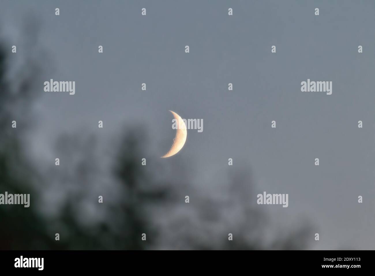 Irsichtiger Mond (Wachsender Gibbon). - Mondphase. Der Mond felt jetzt (erstes Viertel) über dem nördlichen Buschland in der Abenddämmerung Stockfoto