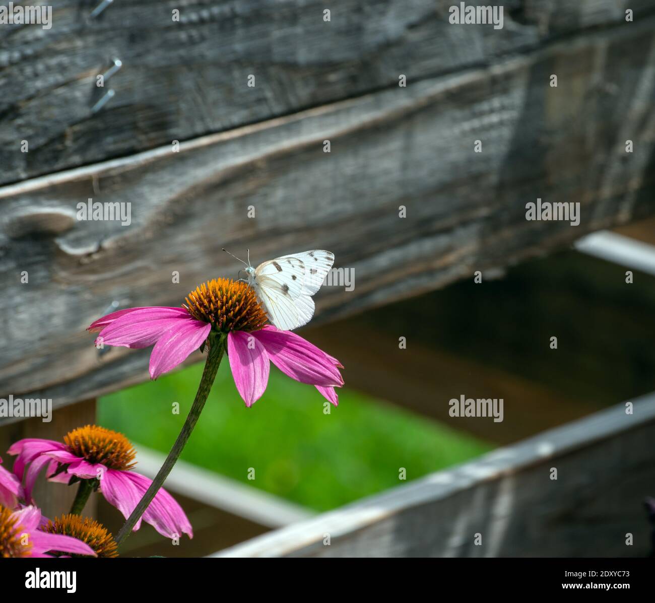 Ein hübscher karierter weißer Schmetterling ruht und sammelt Pollen von einer purpurnen Koneblume auf einem entkochten Holzhintergrund in einem Missouri Garten. Stockfoto