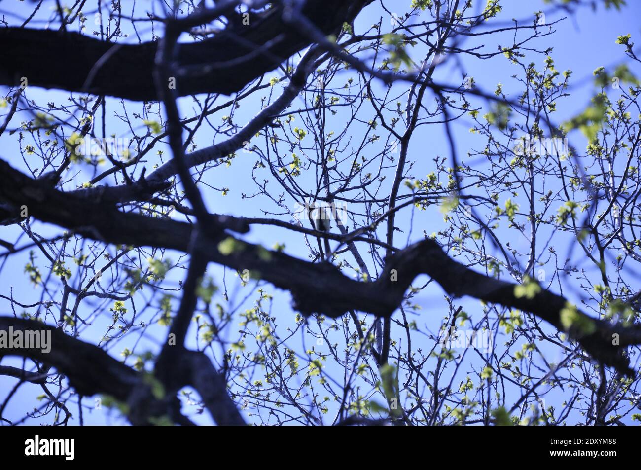 Blühende Äste verflochten gegen den Himmel. Hochwertige Fotos Stockfoto