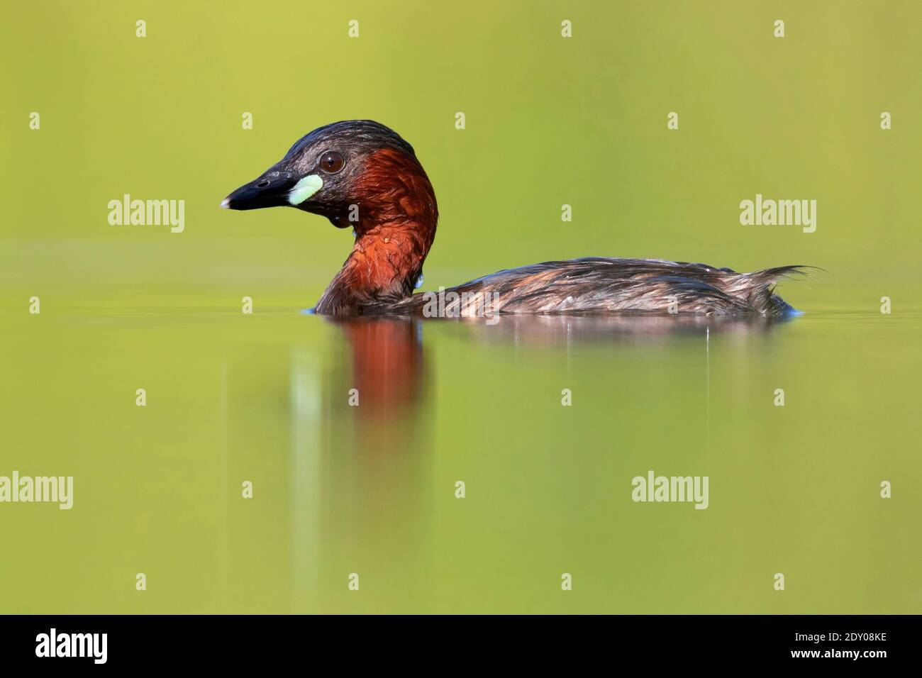 Zwergtaucher (Tachybaptus ruficollis), Seitenansicht eines Erwachsenen im Wasser, Kampanien, Italien Stockfoto