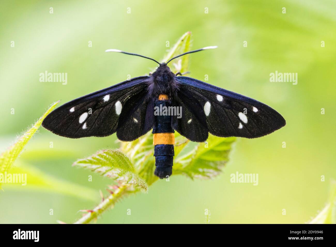 Nine-spotted Moth (Amata phegea), Erwachsene von oben gesehen, Kampanien, Italien Stockfoto