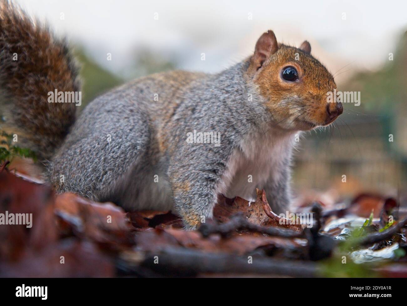 Nahaufnahme von neugierigen grauen Eichhörnchen im Herbst Park Stockfoto