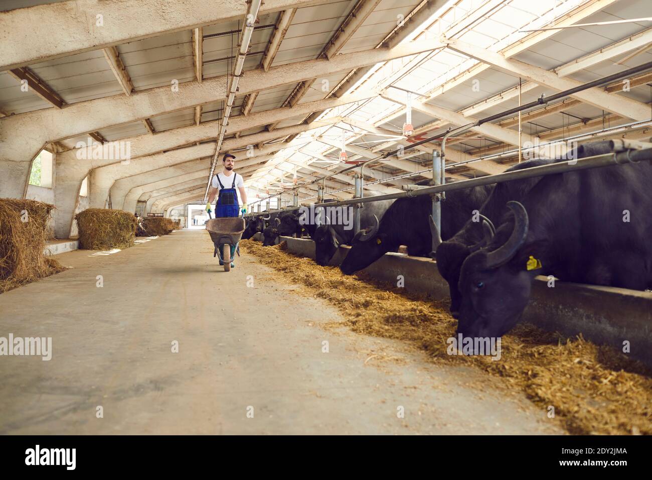 Innenansicht des Bauernhofs mit Fütterung von schwarzen Kühen oder Büffeln Und Bauernhofarbeiter, die entlang Stallungen gehen Stockfoto