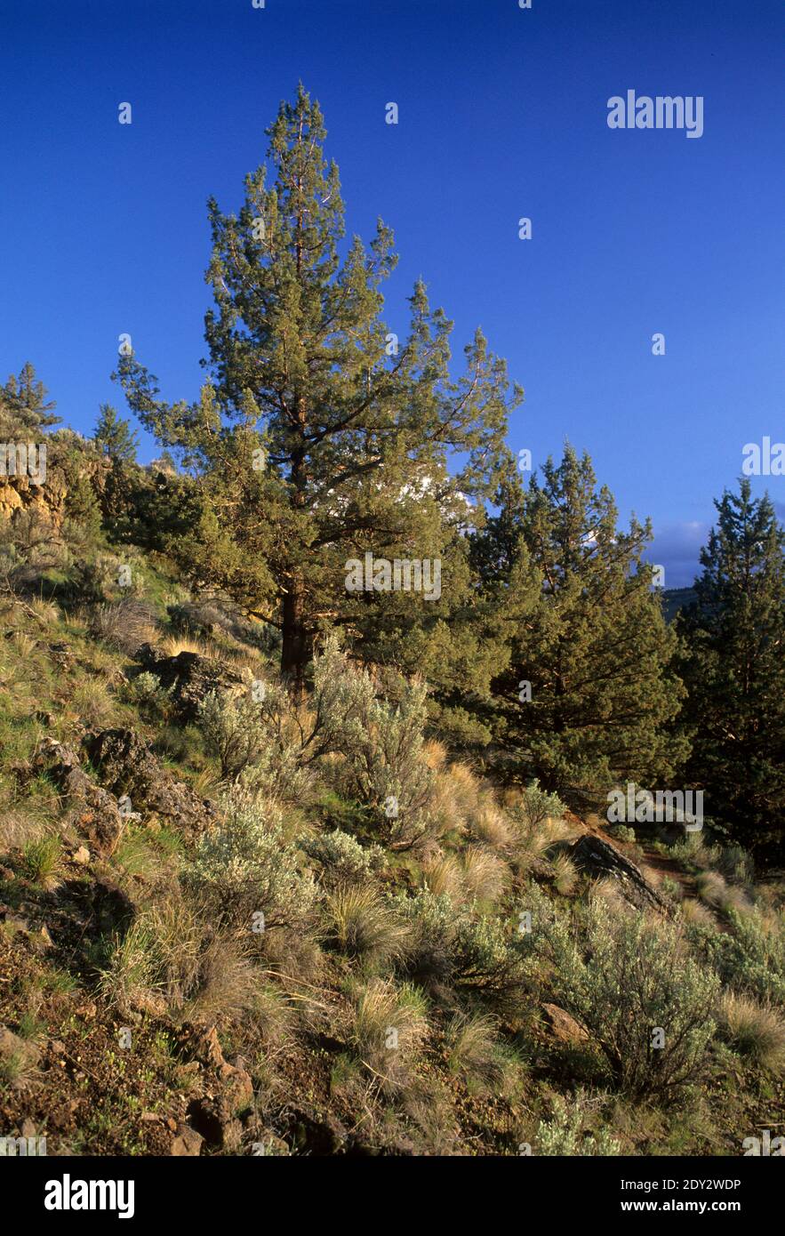 WESTERN Juniper (Juniperus occidentalis), Page Springs Recreation Area, Donner und Blitzen Wild and Scenic River, Oregon Stockfoto