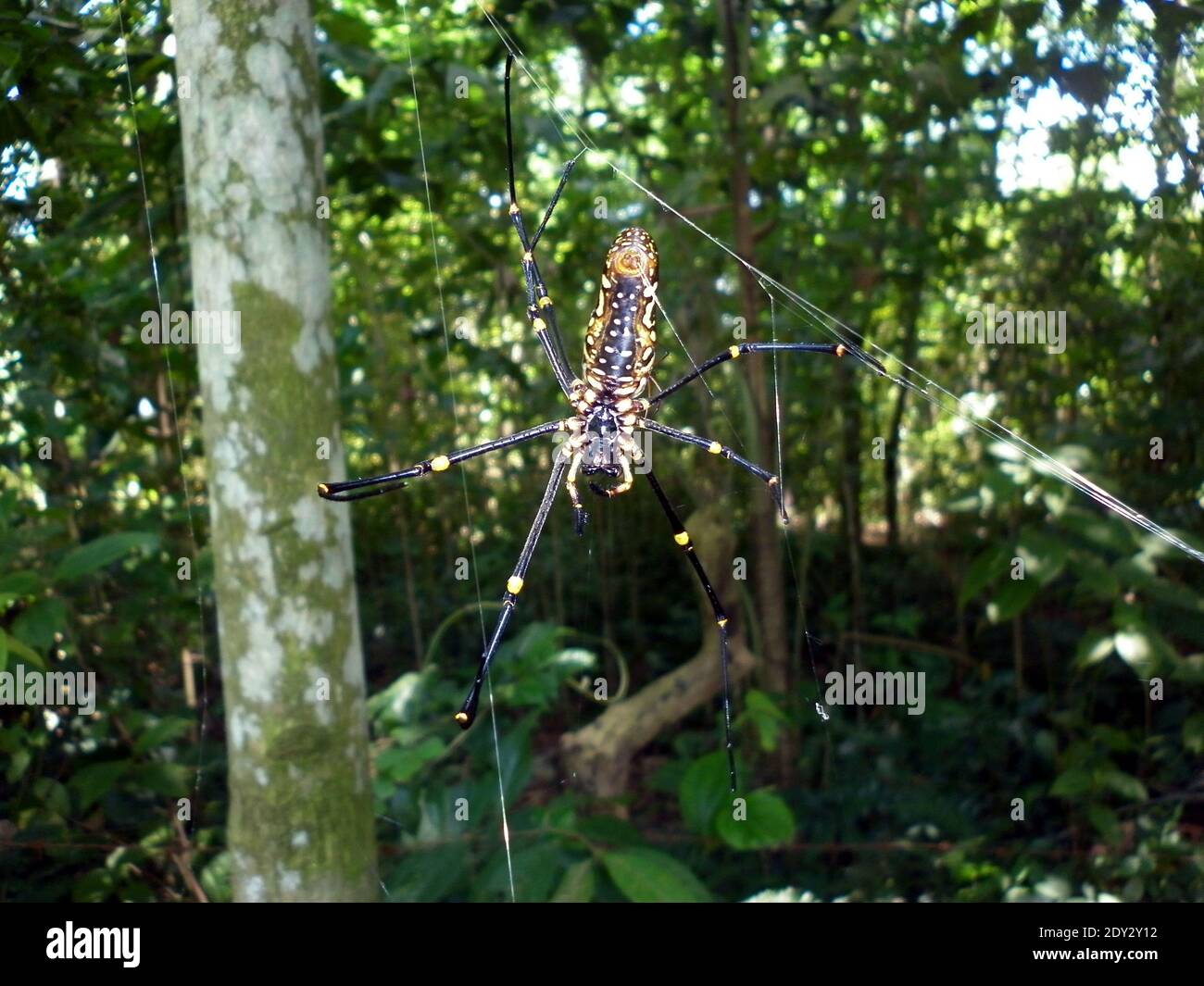 Rückansicht eines weiblichen riesigen goldenen Seidenrautenwebers (Nephila Pilipes) Auch bekannt als Bananenspinne oder riesige Holzspinne aussehen Wie ein fremdes Tier Stockfoto