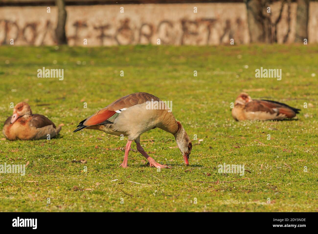 Ägyptische Gans auf grünem Gras während des Tages bei Sonnenschein. Gans mit braunen Federn am Körper und rötlich am Schwanz. Sitzende Vögel im Rückengefieder Stockfoto