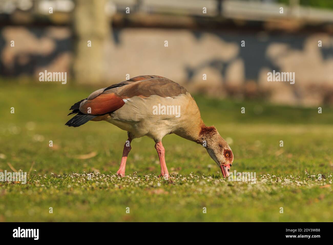 Wasservogel auf grünem Gras mit weißen Blumen tagsüber in der Sonne. Nil Gans mit braunen Federn am Körper und schwarz rötlich am Schwanz Stockfoto