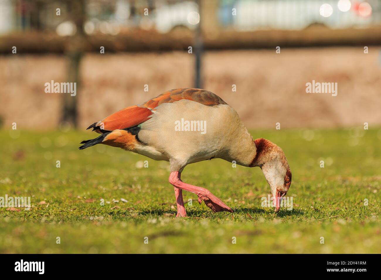 Ägyptische Gans essen mit gebogenen Bein auf grünem Gras während des Tages in der Sonne. Wasservogel mit braunen Federn am Körper und schwarz am Schwanz Stockfoto
