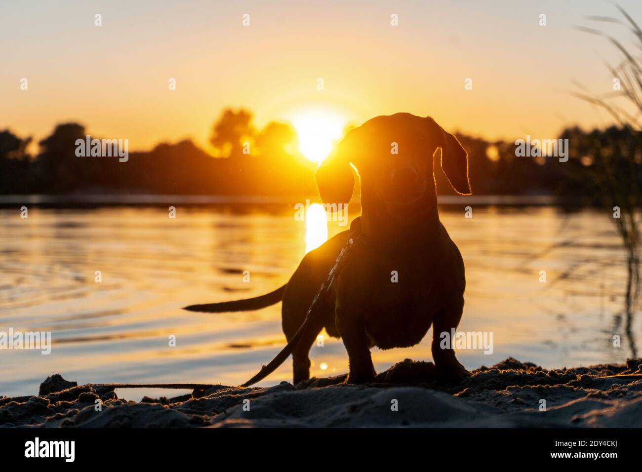Silhouette von lustigen Haushund oder Dackel auf dem Fluss Strand bei Sonnenuntergang Stockfoto