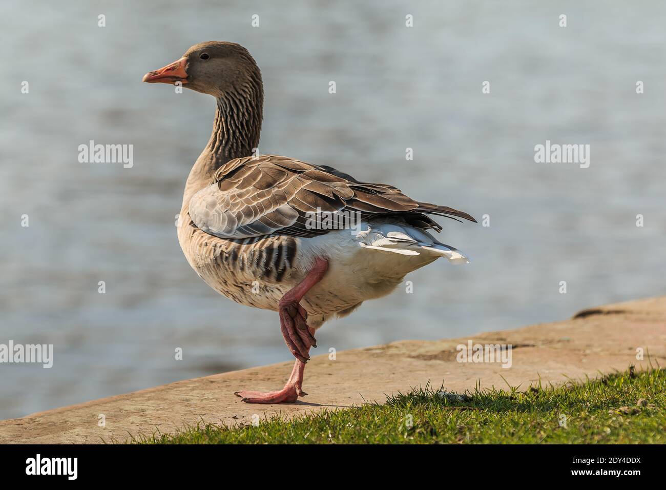 Graugans mit schrägem Bein am Ufer des Mains. Wasservogel auf grüner Wiese bei Sonnenschein. Wildes Tier mit grauen und weißen Federn Stockfoto