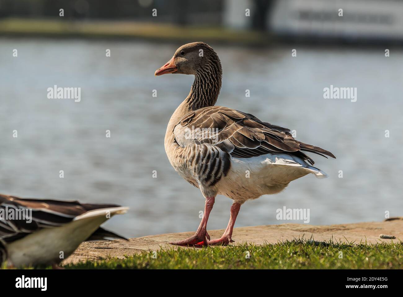 Graugans mit steht auf beiden Beinen am Ufer des Main. Wasservogel auf grüner Wiese bei Sonnenschein. Wildes Tier mit grauen und weißen Federn Stockfoto