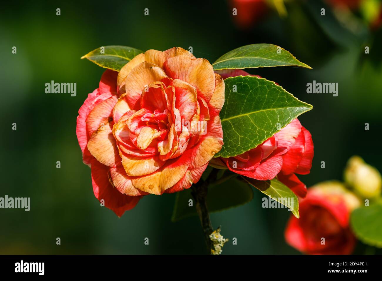 Rote gelbe Rosen am Busch in der Sonne. Detailaufnahme einer offenen Blume in einem wilden Garten. Einzelne Blüte auf einem Rosenbusch mit grünen Blättern im Frühling Stockfoto