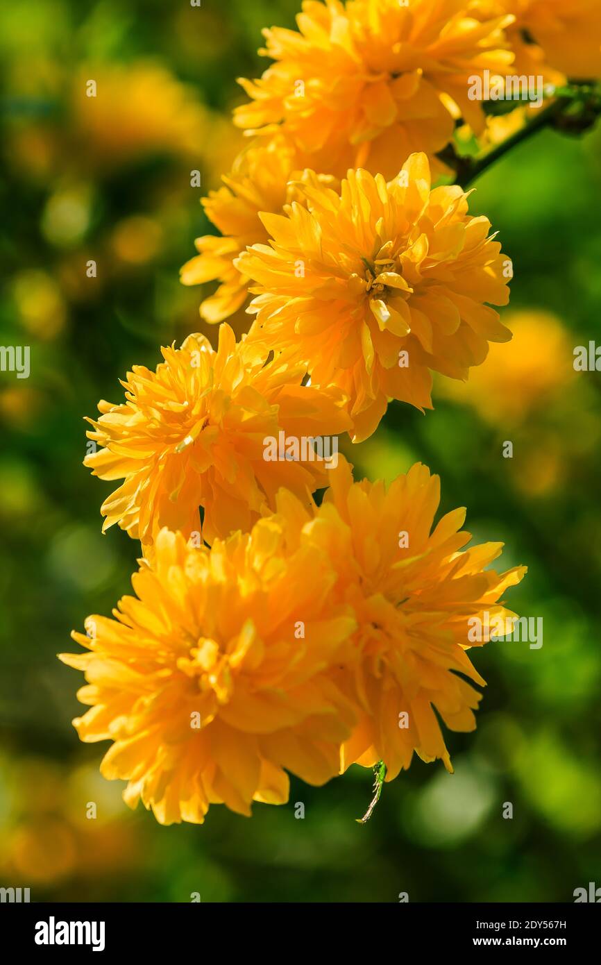 Gelbe Blüten auf einem Blumenstrauch. Japanischer Ranunculus im Sonnenschein. Detailaufnahme der japanischen Blume mit offenen Blumen in einem wilden Garten. Mehrere Flowes Stockfoto