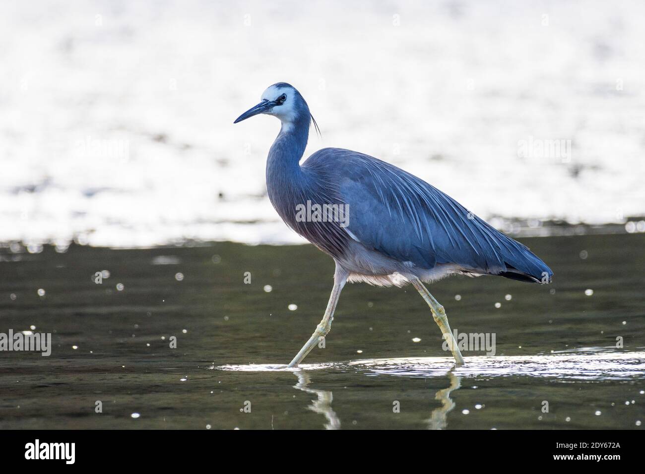 Hohe Betrachtungswinkel der Graureiher auf See Stockfoto