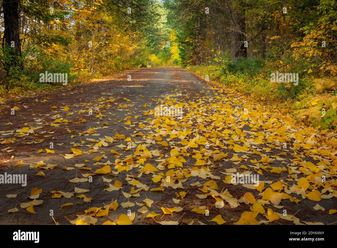 WA18831-00...WASHINGTON - verlässt eine Forststraße im Nason Creek Valley in der Nähe von Highway 2. Stockfoto