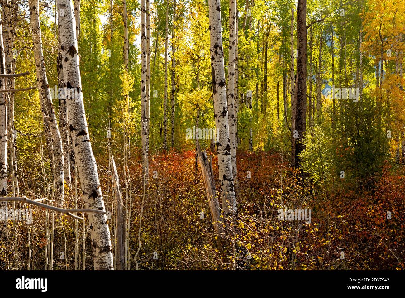 WA18852-00...WASHINGTON - Herbstfarbe in einem Espenhain entlang der White Pine Creek Road im Wenatchee National Forest. Stockfoto