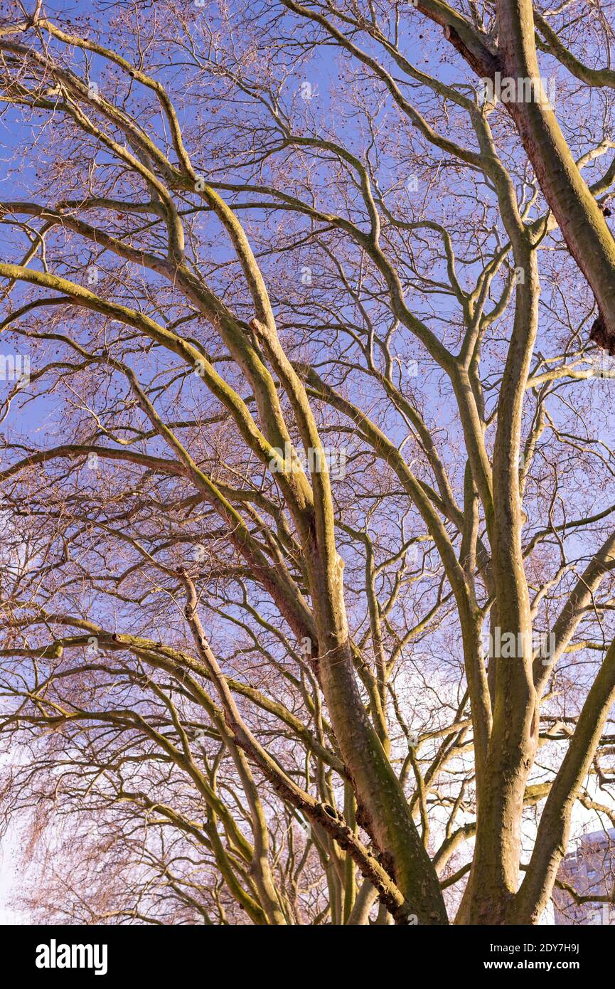 Blick auf Bäume ohne Blätter im Winter gegen ein Blauer Himmel Stockfoto