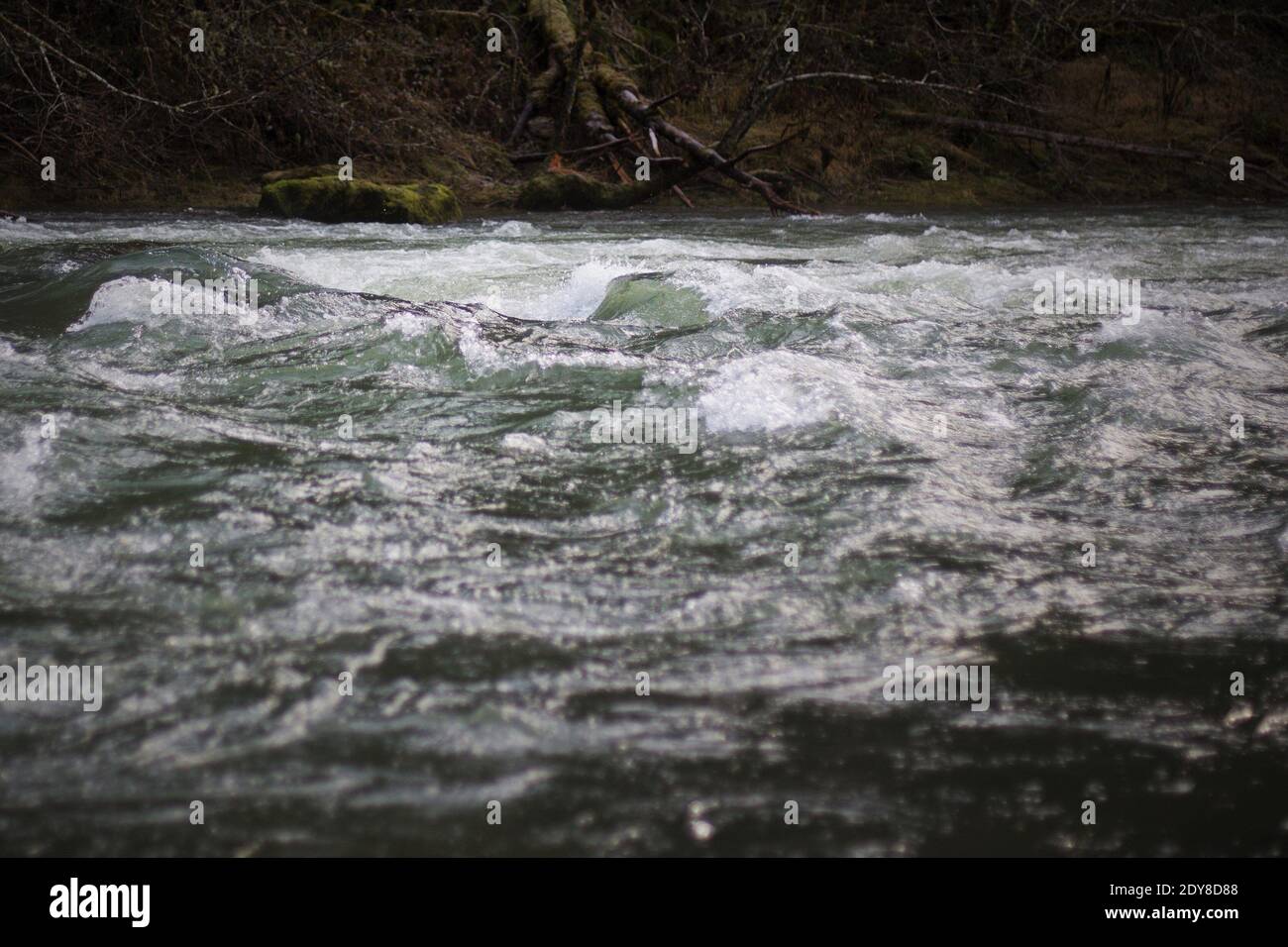 Nahaufnahme des aufwüchsenden Wassers an der Nordgabel des Willamette-Flusses in Westfir, Oregon. Stockfoto