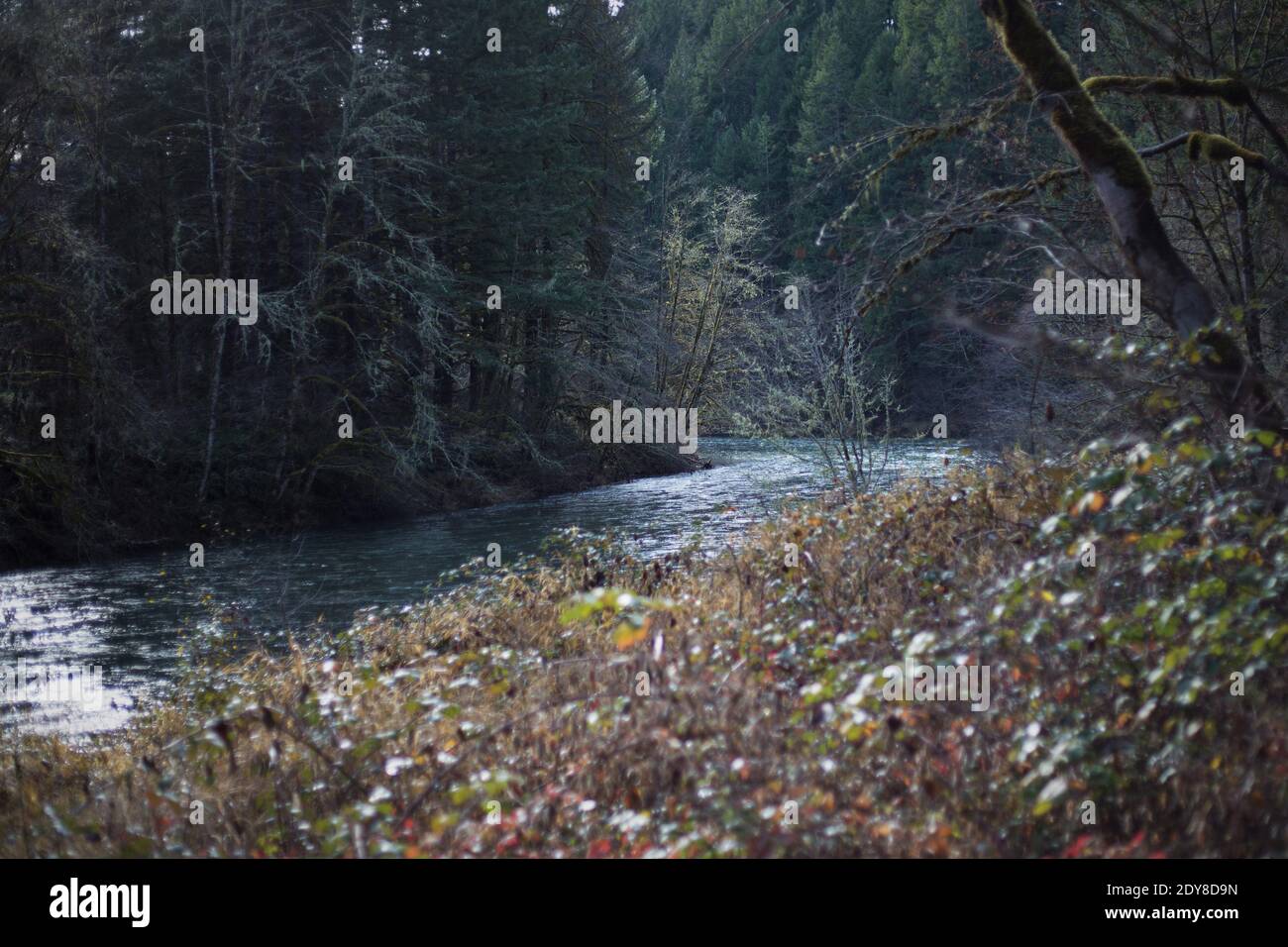 Die Nordgabel des Willamette Flusses in Westfir, Oregon, USA. Stockfoto