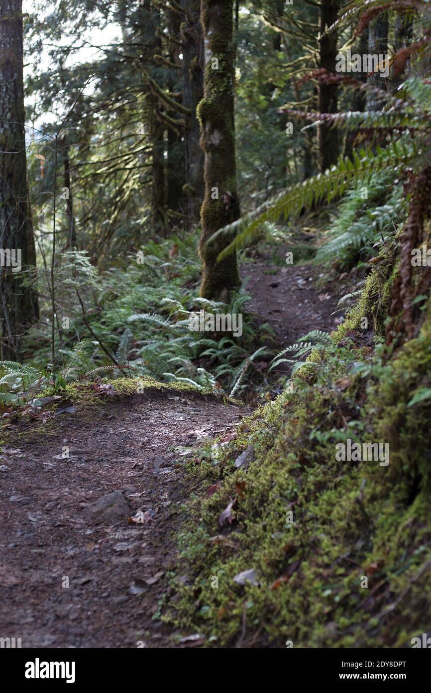 Der Westfir North Fork Wanderweg entlang des Willamette Flusses in Westfir, Oregon, USA. Stockfoto