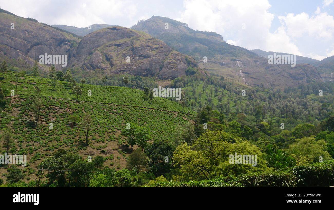 Malerische Aussicht auf Teeplantage oder Garten am Hang neben dem Hügel (westlichen Ghat) in Munnar, Kerala, Indien Stockfoto