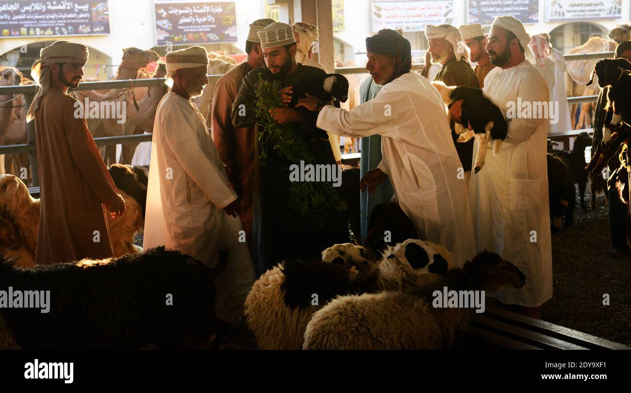 Der lebhafte Rindermarkt am Donnerstag in Sinaw, Oman. Stockfoto