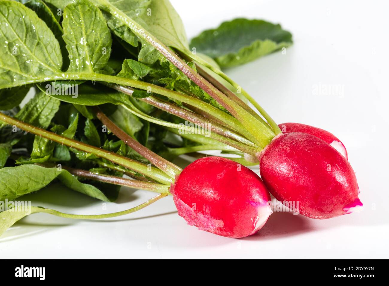 'Cherry Belle' Radish, Rädisa (Raphanus sativus) Stockfoto