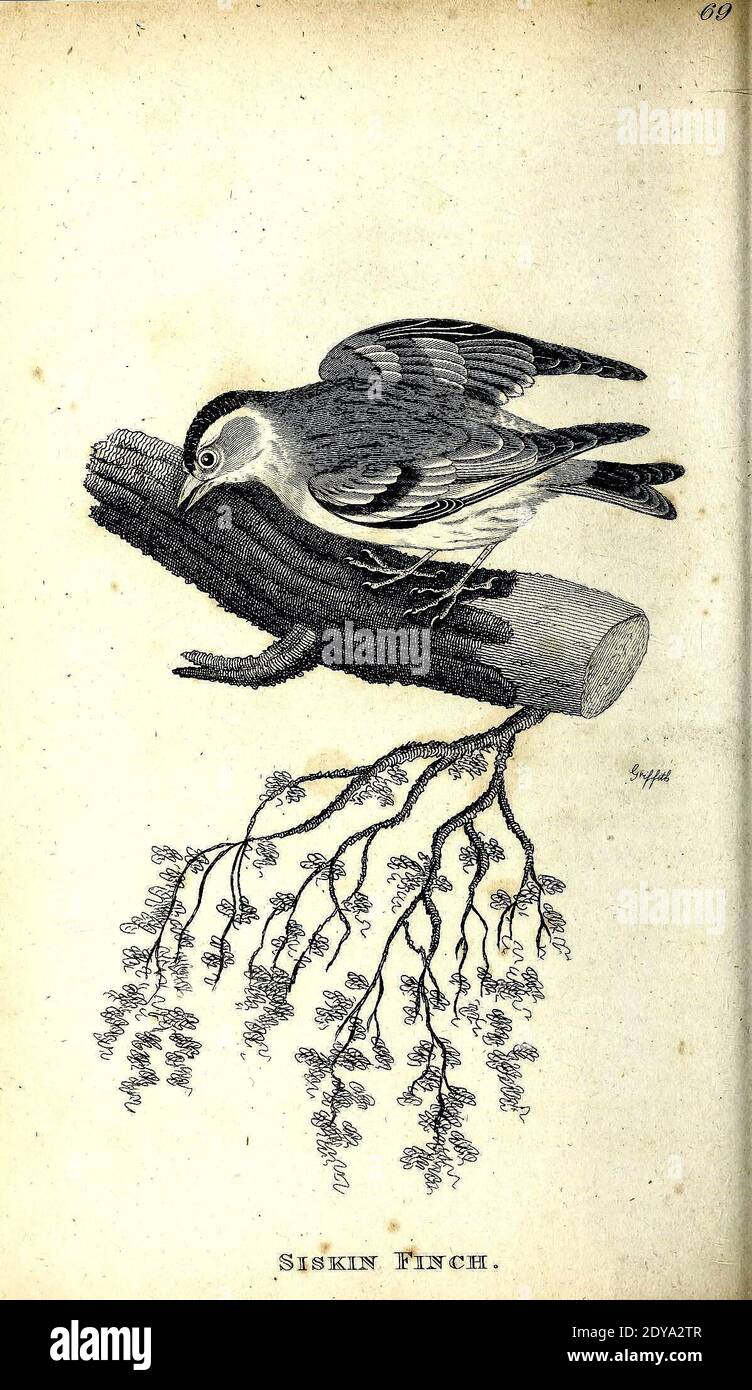 Allgemeine Zoologie oder systematische NaturgeschichteLondon, gedruckt für G. Kearsley,1800-1826. https://biodiversitylibrary.org/page/46392690 Stockfoto