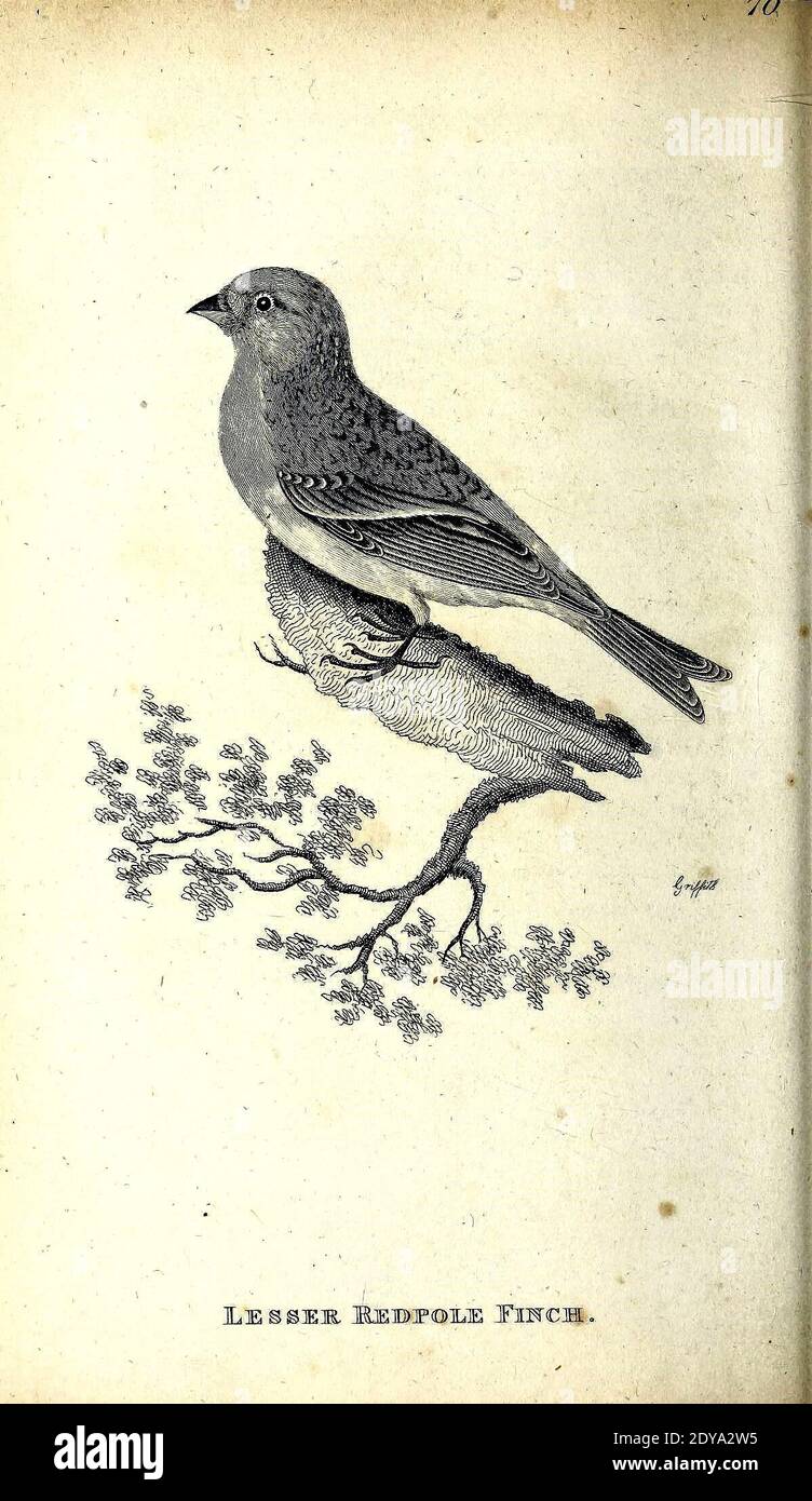Allgemeine Zoologie oder systematische NaturgeschichteLondon, gedruckt für G. Kearsley,1800-1826. https://biodiversitylibrary.org/page/46392744 Stockfoto
